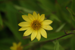 Helianthella quinquenervisDwergzonnebloem bestellen